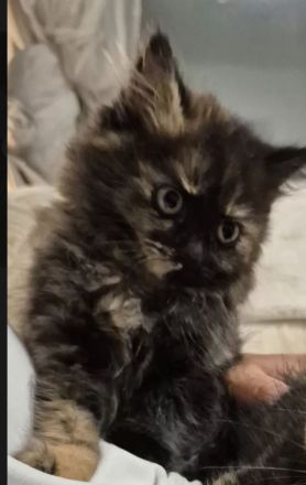 Bkh Kitten !!Abgabebereit!! Britisch Kurzhaar Babykatzen