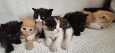 Bkh Kitten- ab sofort reservierbar ❤️ Britisch Kurzhaar Babykatzen