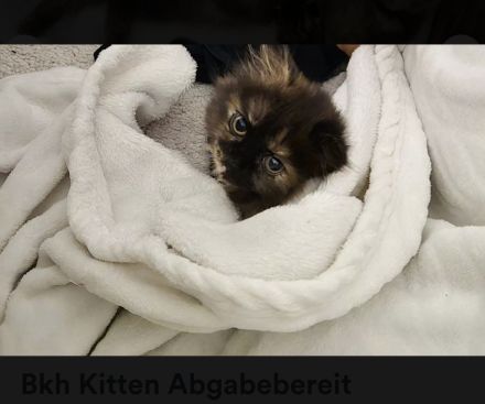 Bkh Kitten !!Abgabebereit!! Britisch Kurzhaar Babykatzen