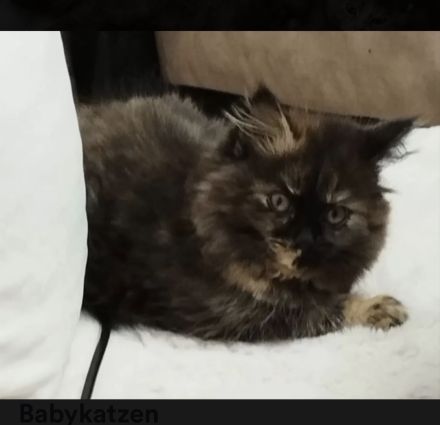 Bkh Kitten !!Abgabebereit!! Britisch Kurzhaar Babykatzen