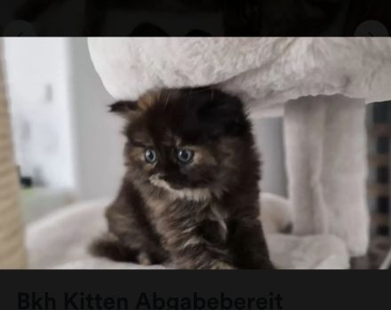 Bkh Kitten !!Abgabebereit!! Britisch Kurzhaar Babykatzen