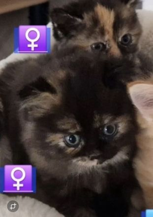 Bkh Kitten !!Abgabebereit!! Britisch Kurzhaar Babykatzen