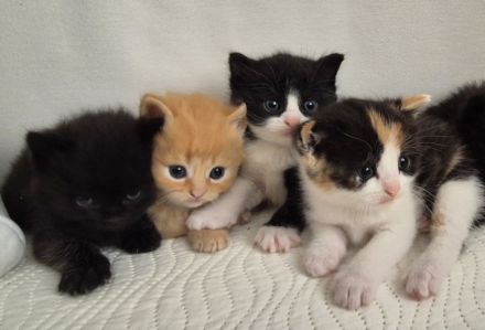 Bkh Kitten- ab sofort reservierbar ❤️ Britisch Kurzhaar Babykatzen