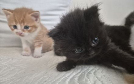 Bkh Kitten- ab sofort reservierbar ❤️ Britisch Kurzhaar Babykatzen