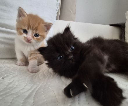 Bkh Kitten- ab sofort reservierbar ❤️ Britisch Kurzhaar Babykatzen