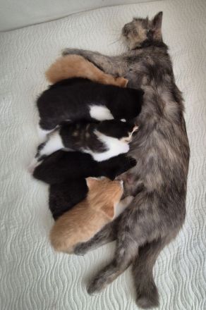 Bkh Kitten- ab sofort reservierbar ❤️ Britisch Kurzhaar Babykatzen