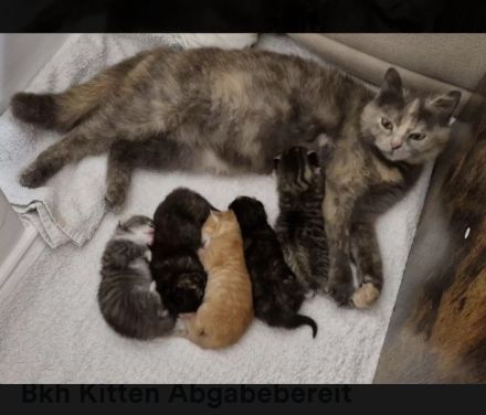 Bkh Kitten !!Abgabebereit!! Britisch Kurzhaar Babykatzen