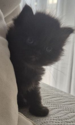 Wunderschöne Bkh / Maine-Coon "2 noch zu haben" Maine Coon / Bkh Mix Kitten