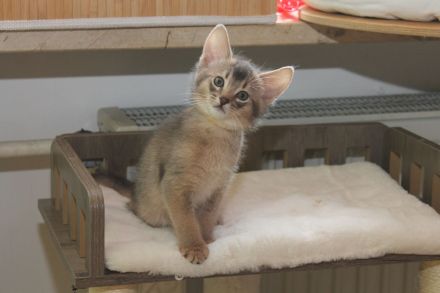 Vicco - ein kleiner Abessinier Variant/ Kurzhaar Somali sucht neuen "Wirkungskreis"