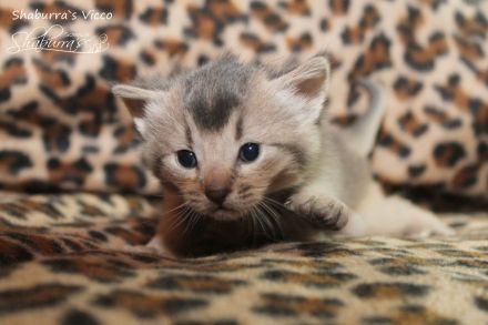 Vicco - ein kleiner Abessinier Variant/ Kurzhaar Somali sucht neuen "Wirkungskreis"