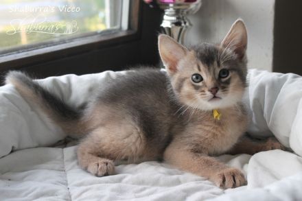 Vicco - ein kleiner Abessinier Variant/ Kurzhaar Somali sucht neuen "Wirkungskreis"