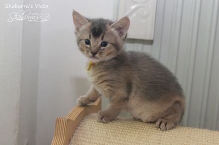 Vicco - ein kleiner Abessinier Variant/ Kurzhaar Somali sucht neuen "Wirkungskreis"