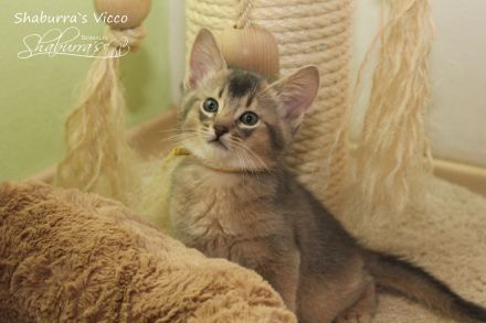 Vicco - ein kleiner Abessinier Variant/ Kurzhaar Somali sucht neuen "Wirkungskreis"