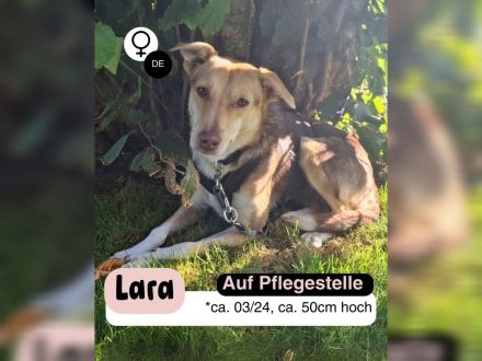 LARA möchte die Natur entdecken