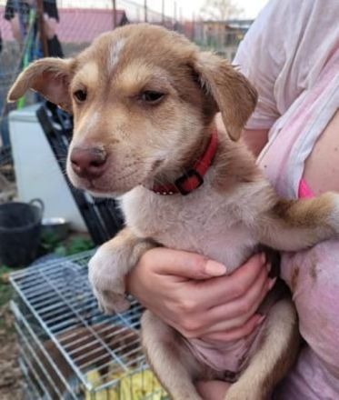 LARA möchte die Natur entdecken