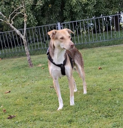 LARA möchte die Natur entdecken