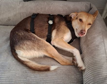 LARA möchte die Natur entdecken