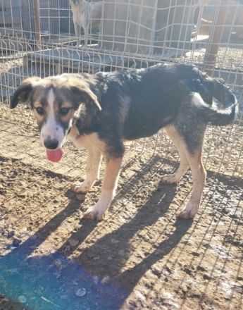 JULI sucht ihre Menschen