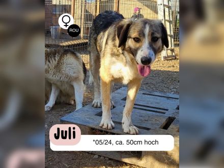 JULI sucht ihre Menschen