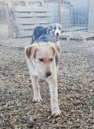 RUDI möchte sein Herz veschenken