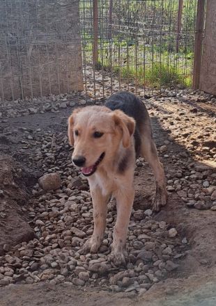 RUDI möchte sein Herz veschenken