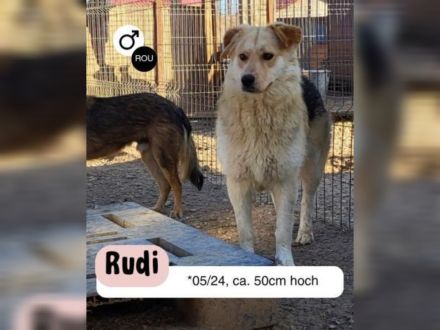 RUDI möchte sein Herz veschenken
