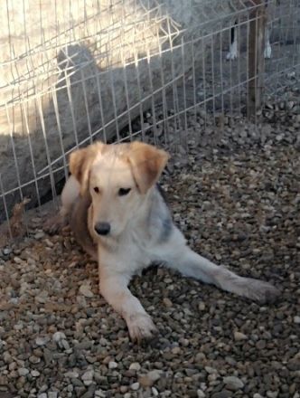 RUDI möchte sein Herz veschenken