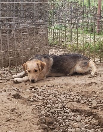 RUDI möchte sein Herz veschenken