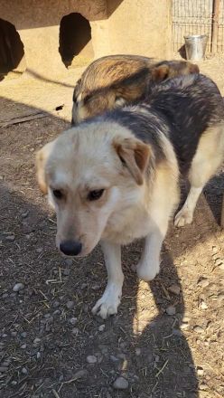 RUDI möchte sein Herz veschenken