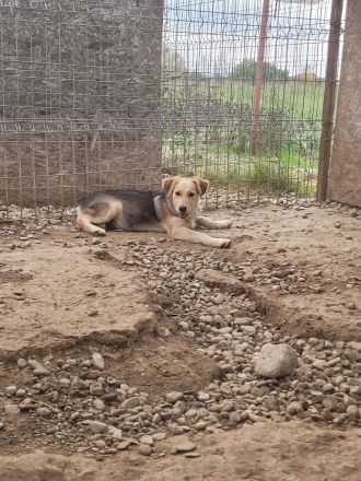 RUDI möchte sein Herz veschenken