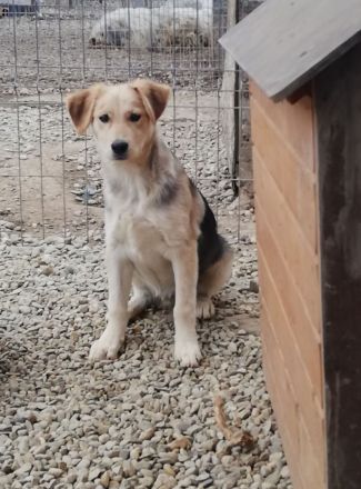 RUDI möchte sein Herz veschenken