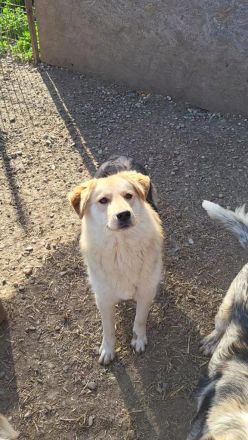 RUDI möchte sein Herz veschenken