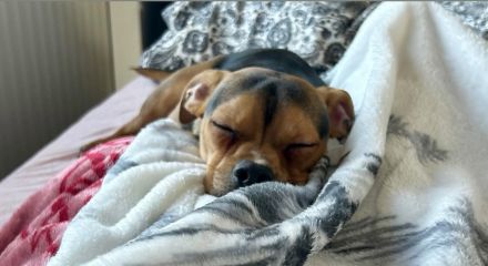 Mischlingsrüde Timon