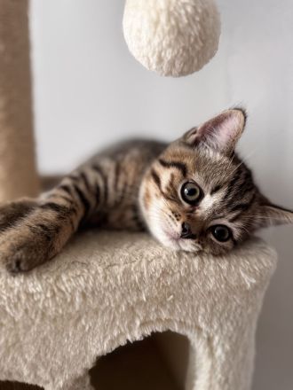 BKH Kitten braun getigert sucht ein neues Zuhause