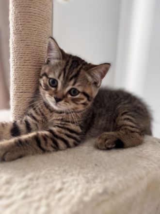 BKH Kitten braun getigert sucht ein neues Zuhause