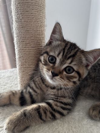 BKH Kitten braun getigert sucht ein neues Zuhause