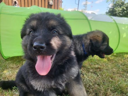 vom Schwalmtaler Dom