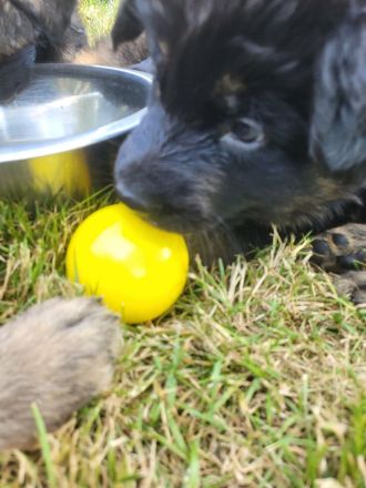 vom Schwalmtaler Dom