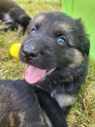 vom Schwalmtaler Dom