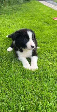 Border Collie Welpen