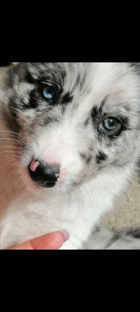 Border Collie Welpen