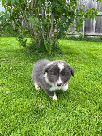 Border Collie Welpen