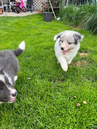 Border Collie Welpen