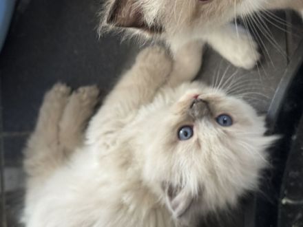 Ragdoll Kitten
