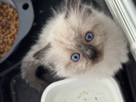 Ragdoll Kitten