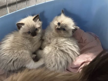 Ragdoll Kitten