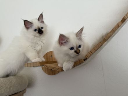 Heilige Birma Kater Choco tabby point und Katze Choco point 12 Wochen alt mit Stammbaum