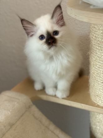 Heilige Birma Kater Choco tabby point und Katze Choco point 12 Wochen alt mit Stammbaum