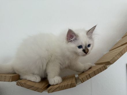 Heilige Birma Kater Choco tabby point und Katze Choco point 12 Wochen alt mit Stammbaum