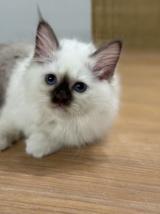 Heilige Birma Kater Choco tabby point und Katze Choco point 12 Wochen alt mit Stammbaum